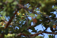 Melanerpes uropygialis