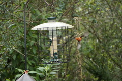 Passerina ciris ciris