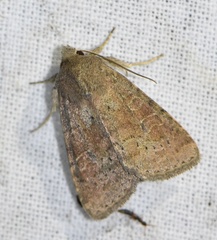 Parastichtis suspecta