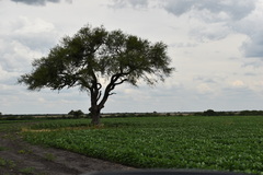Prosopis nigra