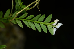 Podochilus hellwigii
