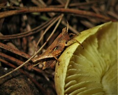 Metopomystrum amazoniense