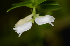 Podochilus hellwigii