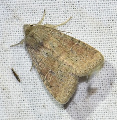 Parastichtis suspecta