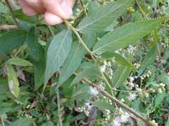 Lepidaploa canescens