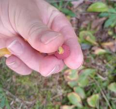 Chalciporus rubinellus