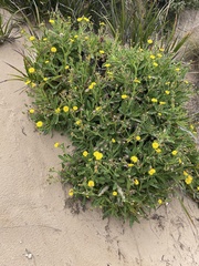 Sonchus megalocarpus