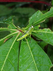 Cyrtacanthacridinae