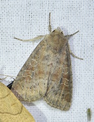 Parastichtis suspecta