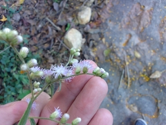 Lepidaploa canescens