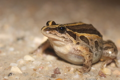 Discoglossus galganoi