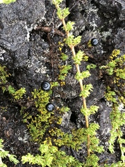 Coprosma ernodeoides