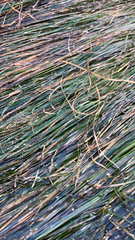 Phyllospadix torreyi