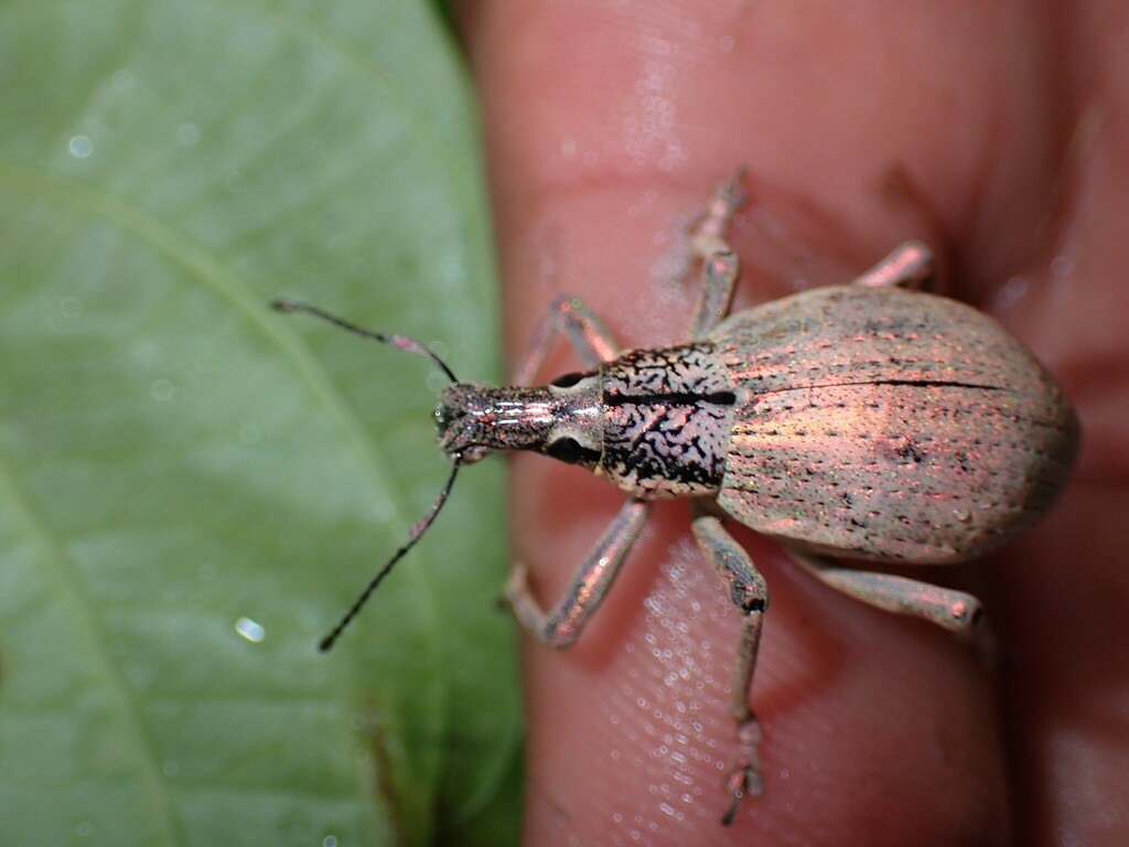 Rhinoscapha meridiana