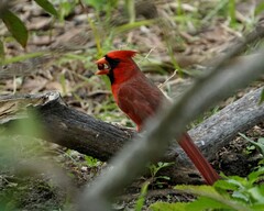 Cardinalis cardinalis cardinalis