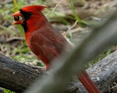 Cardinalis cardinalis cardinalis