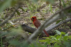 Cardinalis cardinalis cardinalis