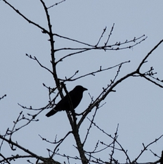 Corvus corone corone