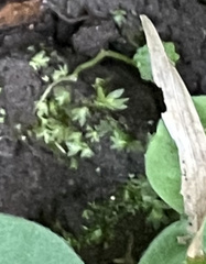 Fissidens bryoides