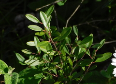 Rhamnus oleoides