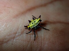 Gasteracantha westringi