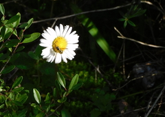 Bellis sylvestris