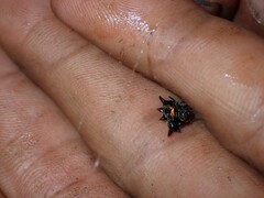 Gasteracantha westringi