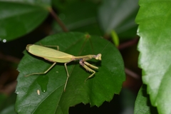 Parastagmatoptera