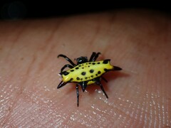 Gasteracantha westringi
