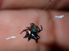 Gasteracantha westringi