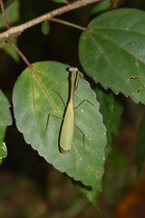 Parastagmatoptera