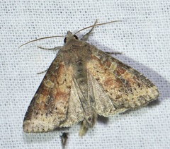Parastichtis suspecta