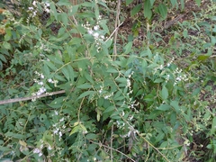 Lepidaploa canescens