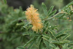 Prosopis affinis