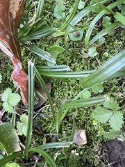 Hygroamblystegium varium