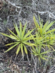 Yucca gigantea