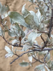 Elaeagnus commutata