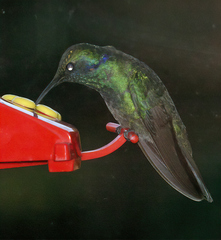 Colibri thalassinus