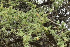 Prosopis affinis