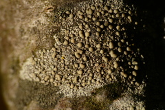 Lecanora strobilina