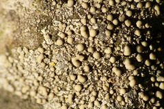 Lecanora strobilina