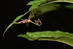 Alangularis multilobata