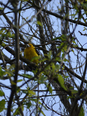 Pheucticus chrysogaster