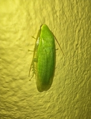 Panchlora