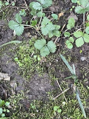 Hygroamblystegium varium