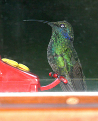Colibri thalassinus