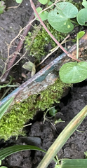 Hygroamblystegium varium