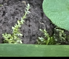 Hygroamblystegium varium