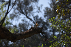 Furnarius leucopus