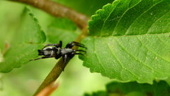 Herpyllinae